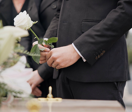 person holding white rose
