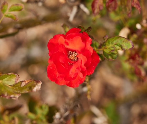 flower