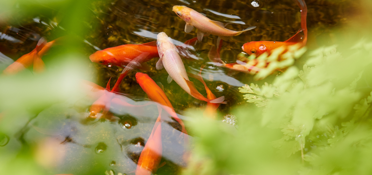 koi fish in a pond